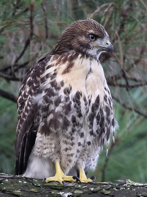 Red-tailed Hawks